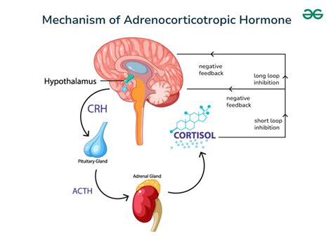 Adrenocorticotropic Hormone Mechanism Structure And Function