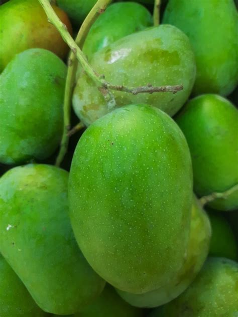 Green Kesar Mango Carton Packaging Size 10 Kg At Rs 40 Kg In Junagadh