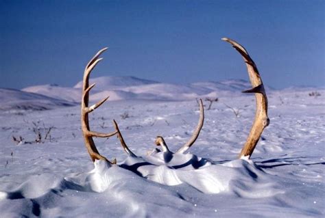 Free picture: big, caribou, deer, antlers, snow, winter