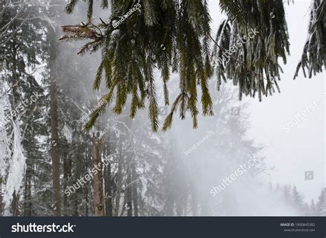 Winter Background Snow Falling Pine Trees Stock Photo 1900845382 ...