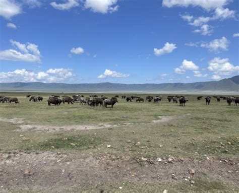 Ngorongoro Krater Conservation Area Tanzania Experts