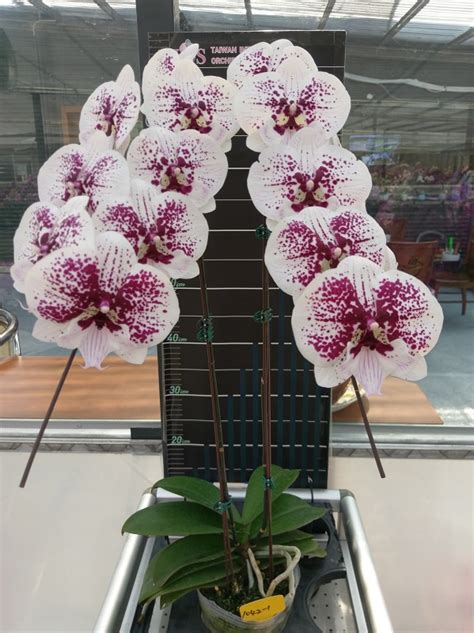 Орхидея венецианский карнавал описание - фото