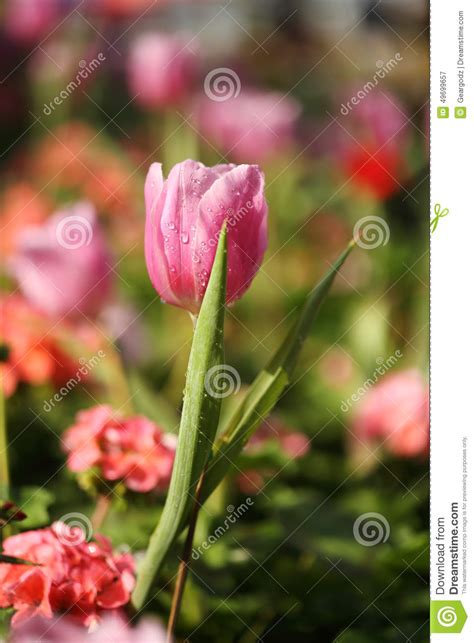 Beautiful Pink Tulip Stock Image Image Of Color Petal 49699657