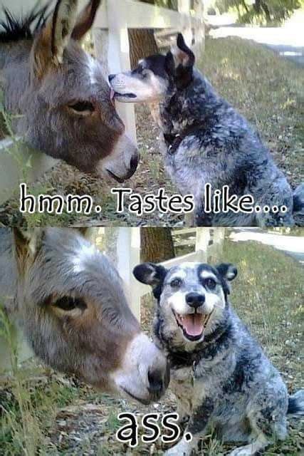 Pin By Mary Lowery Nelson On Thats Kinda Funny Animal Memes Funny