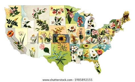 Floral Map United States Stock Photos - 530 Images | Shutterstock