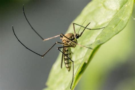 Cómo eliminar moscas y mosquitos del jardín Conoce los mejores