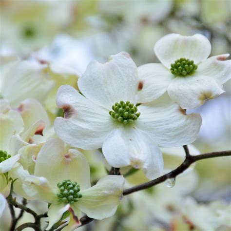 Red Dogwood Flower