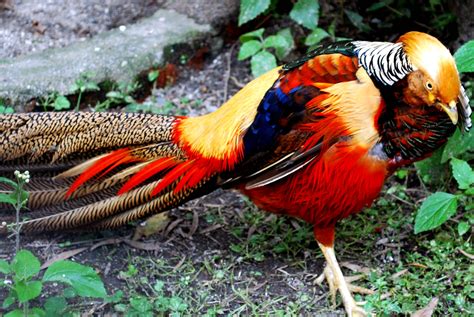 Golden Pheasant Bird Colorful Gold 1 Wallpapers Hd Desktop And