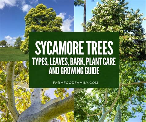 Sycamore Trees Types Leaves Bark Plant Care And Growing Guide