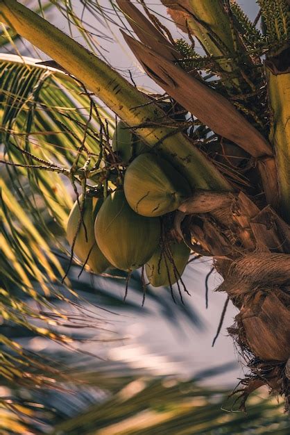 Premium Photo Low Angle View Of Palm Tree Against Sky