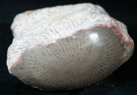 Polished Agatized Horn Coral - Utah (#14860) For Sale - FossilEra.com