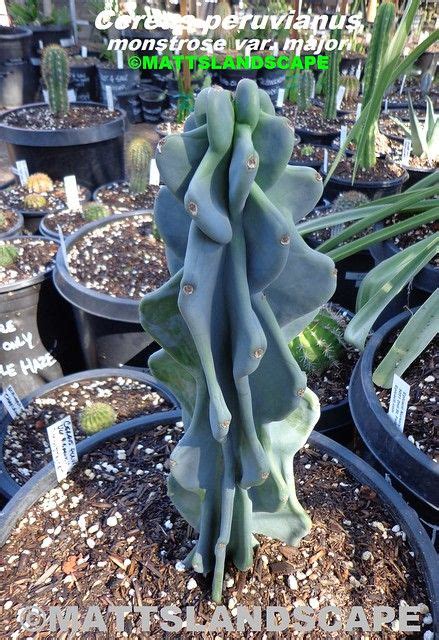 Cereus Peruvianus Monstrose Var Major Pic 4 Stock Plant 15 Gallon