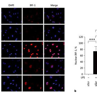 Lps Mediated Nuclear Translocation Of Irf Is Dependent On Rig I A