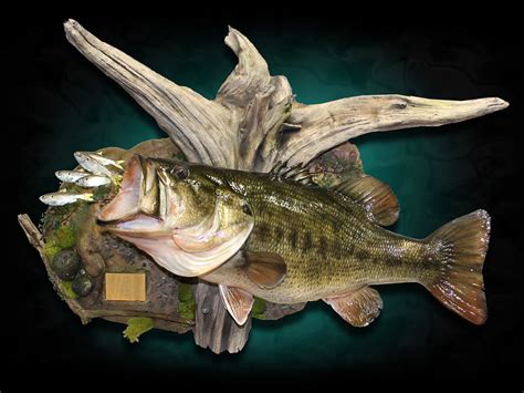 Largemouth Bass Mounts By Marine Creations Taxidermy Animal Taxidermy