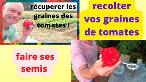 récolter ses graines de tomates pour faire vos semis YouTube