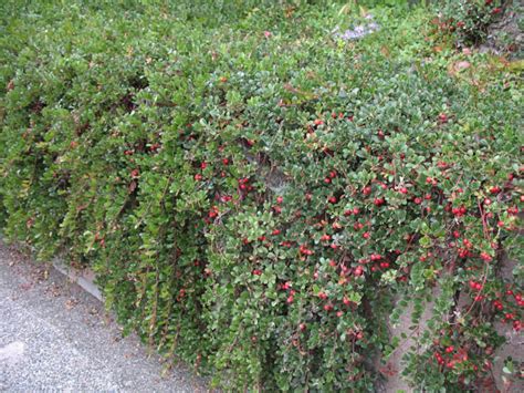 Cotoneaster Horizontalis Rockspray Cotoneaster Etsy