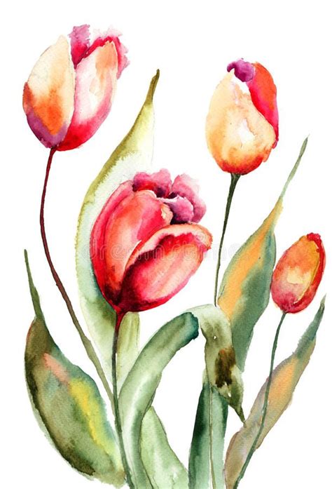 Tulips Flowers Stock Illustration Illustration Of Ornate