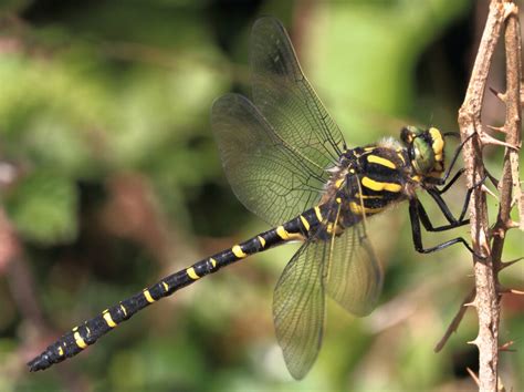 Golden-ringed Dragonfly - British Dragonfly Society