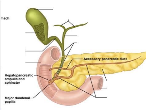 BILE DUCT PATHWAY Diagram Quizlet