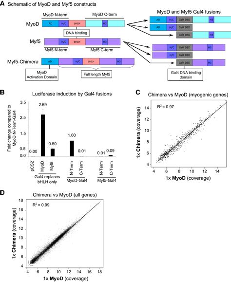 Distinct Activities Of Myf5 And MyoD Indicate Separate Roles In