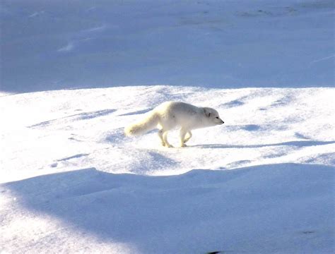 File:Arctic Fox 1997-08-05.jpg - Wikimedia Commons