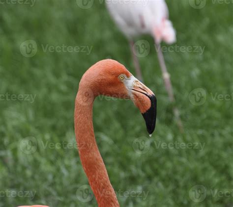 Portrait of a pink flamingo 18961976 Stock Photo at Vecteezy