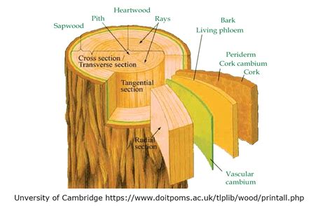 Tangential Section Of Pine Wood