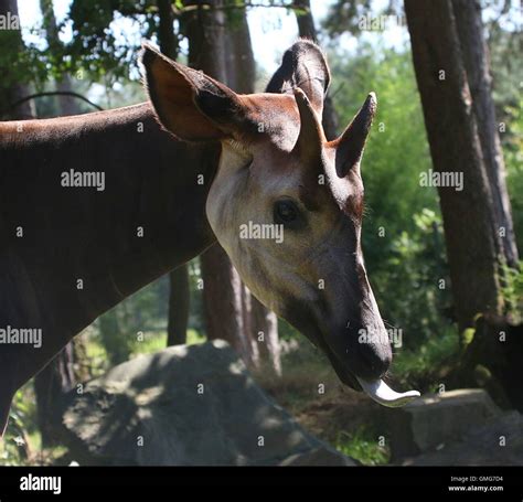 Okapi Hoofed Animals High Resolution Stock Photography and Images - Alamy