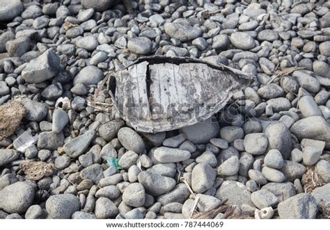 Broken Turtle Shell On Beach Stock Photo 787444069 | Shutterstock