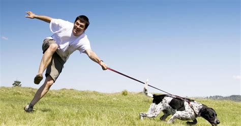 Insegnare Al Cane A Non Tirare Al Guinzaglio Ecco Come Fare