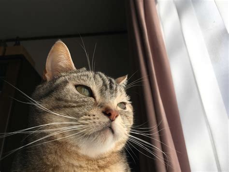 猫、涙目になる 猫のくるみ お世話日記