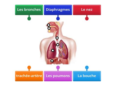 le système respiratoire Labelled diagram