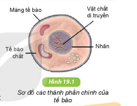 Tế bào là gì Cấu tạo và chức năng của tế bào LOVE SCIENCE