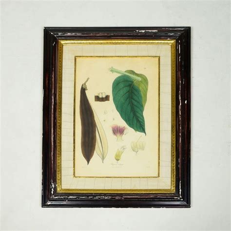 century hand colored lithograph   bignonia botanical specimen