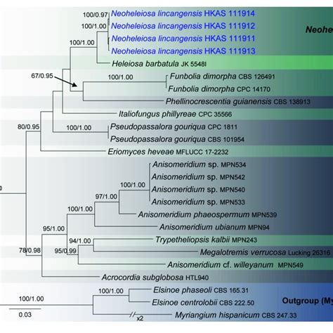 Raxml Tree Based On A Combined Dataset Of Partial Ssu Lsu And Its