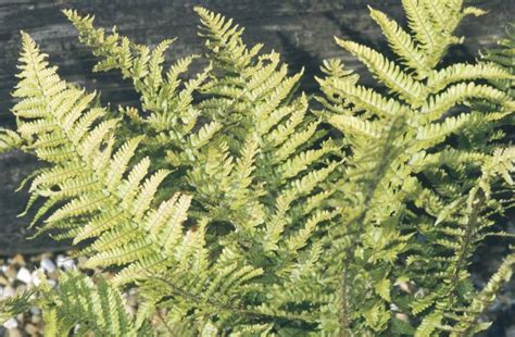 Find Help Information On Dryopteris Affinis Scaly Male Fern From The