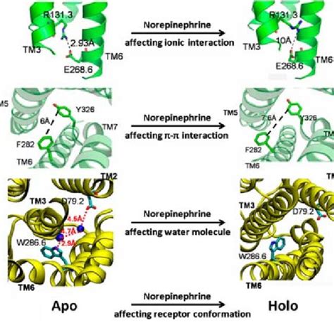 Ligand Induced Conformational Changes In Different Categories Of