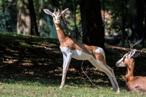 Dama Gazelle, Gazella Dama Mhorr or Mhorr Gazelle is a Species of Gazelle Stock Image - Image of ...