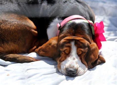 Meet Gabby A Basset Hound Rescued From The China Meat Trade And The Hundreds Of Other Adorable