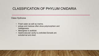 Classification of phylum Cnidaria upto class | PPT