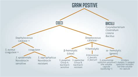 Gram Positive And Gram Negative Chart Keski