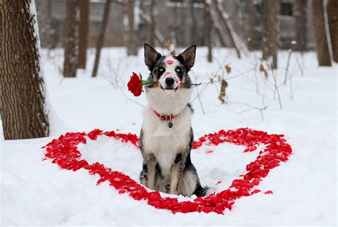 🔥 [50+] Valentine's Day Puppies Free Wallpapers | WallpaperSafari