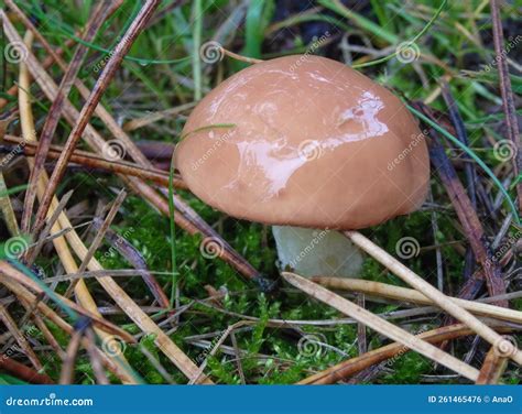 Edible Oily Mushrooms Yellow Boletus In The Forest Mushrooms Suillus