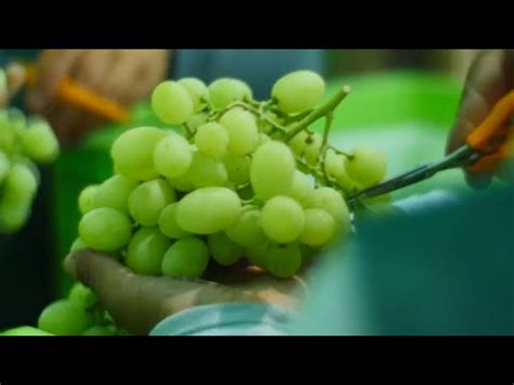 Variedad De Uvas Convierte A Per En Primer Exportador Mundial Del