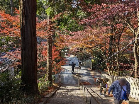 金毘羅「裏参道」と坂出五色台「白峯寺」の色鮮やかな紅葉風景 まるごと・中讃つーしん。