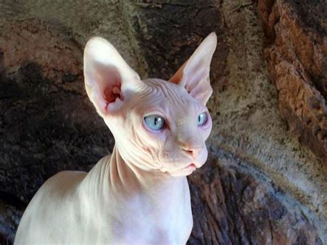 Sphynx Im Genes De Referencia Origen Y Caracter Sticas Particulares