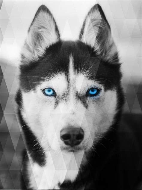 Husky Wallpapers Top Free Husky Backgrounds Wallpaperaccess