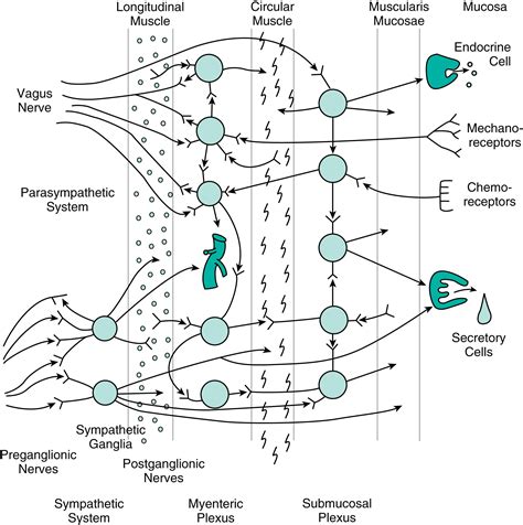 Regulation Nerves And Smooth Muscle Clinical Tree