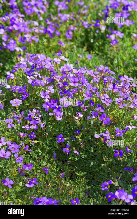 Purple Rock Cress Aubrieta Deltoidea Blooming Stock Photo Alamy