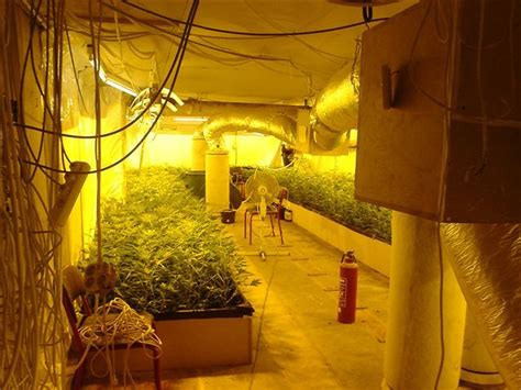 Steps In Building The Perfect Indoor Grow Room Agreenhand